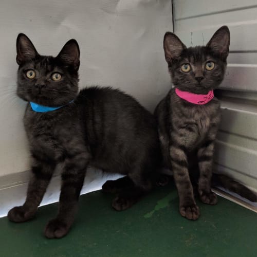 Smokey and Twilight