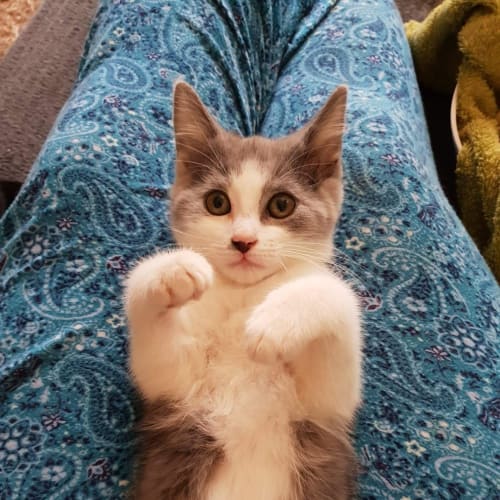 Tegan