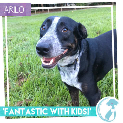 Arlo