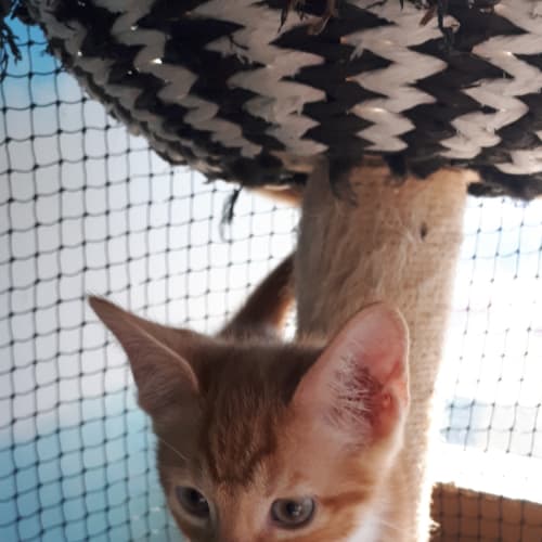 Peanut