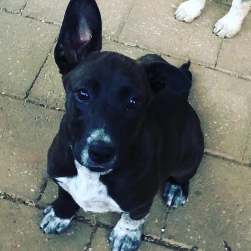 Coco