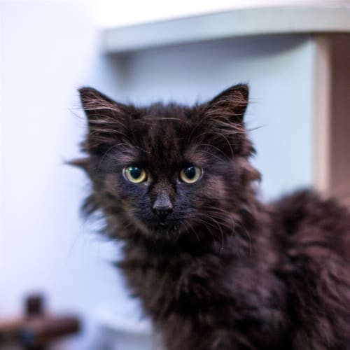 Ebony
