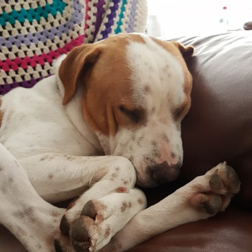 TBear .. fantastic with other dogs