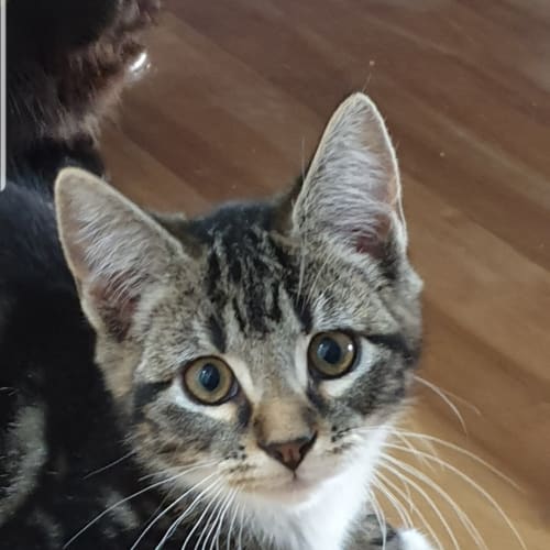 Tango