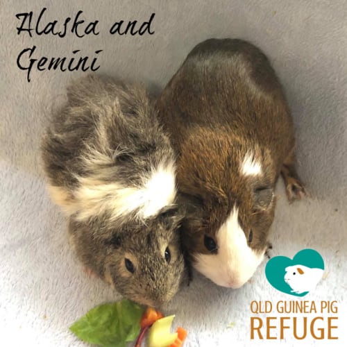 Alaska and Gemini 