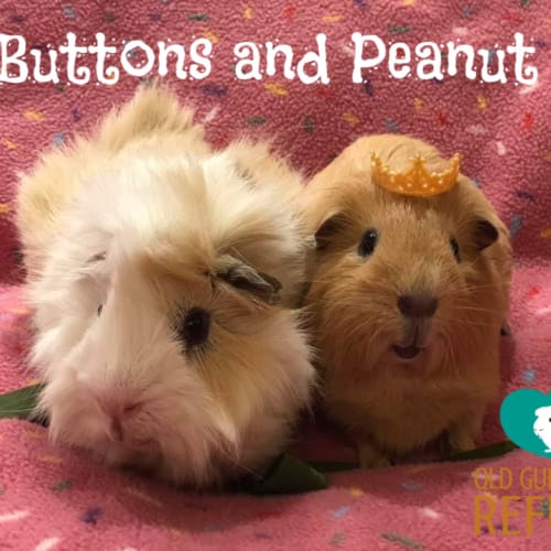 Buttons and Peanut