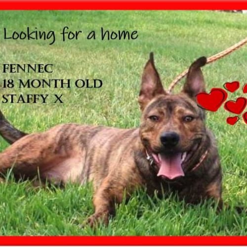 Fennec ~ 18 month Staffy x