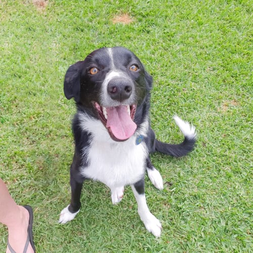 Max ~ Border Collie (on trial 12/5/19)