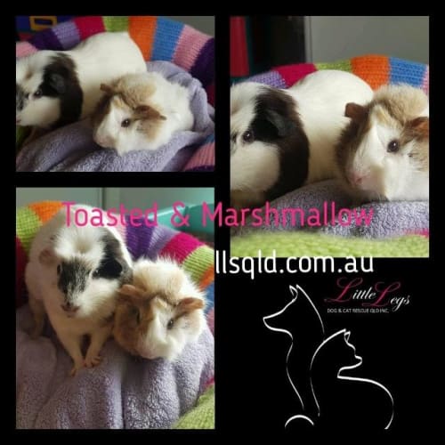 Marshmallow & Toasted