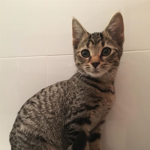 Kiri