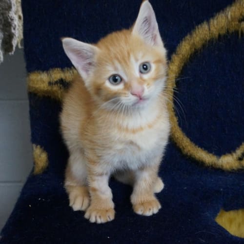 Caramel