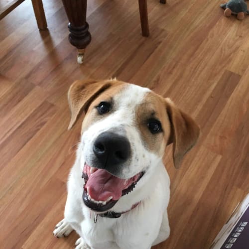 Prince  ** On Trial **