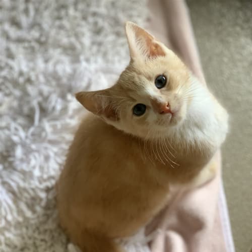 Archie