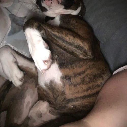 Frankie 