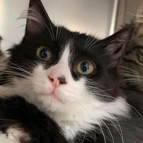 Oreo