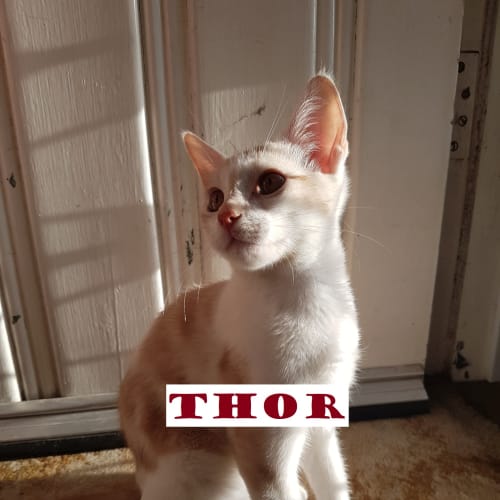 Loki & Thor