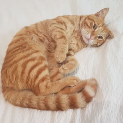 Frankie