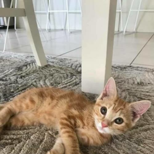 Peaches