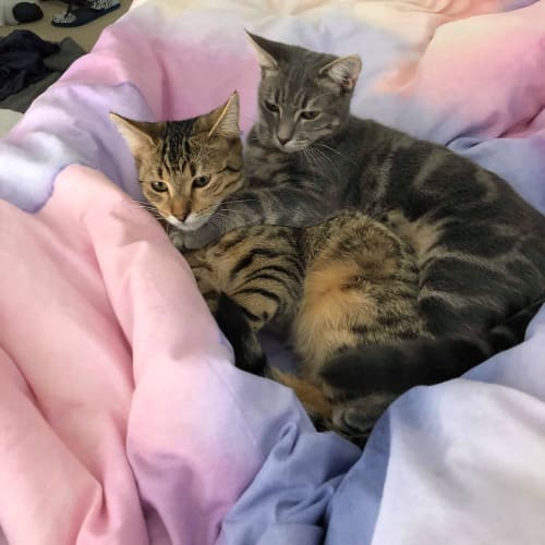 Shelby & Lotus