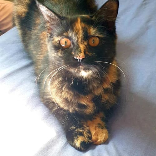 No photo for Mocha