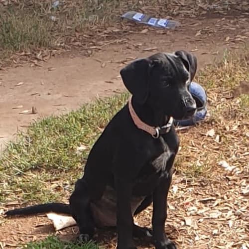 Rosie 