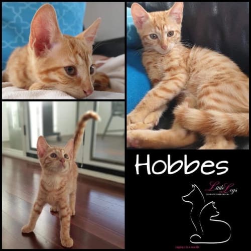 Hobbes