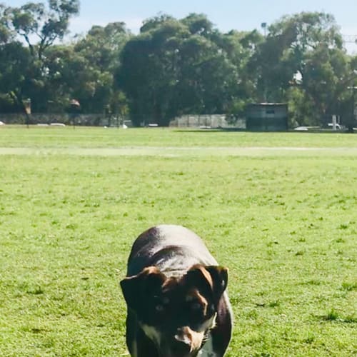 Spotty happy boy