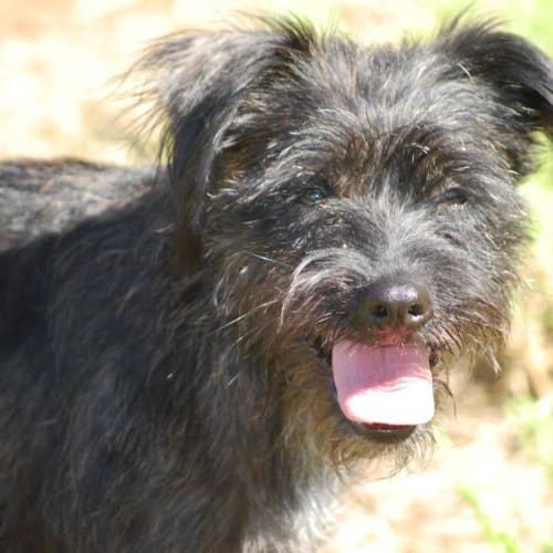 Evie (adoption pending)