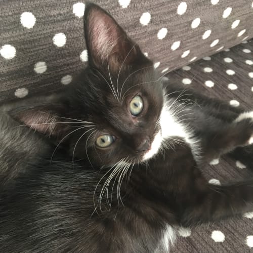 Sammy