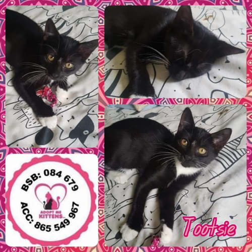 Tootsie