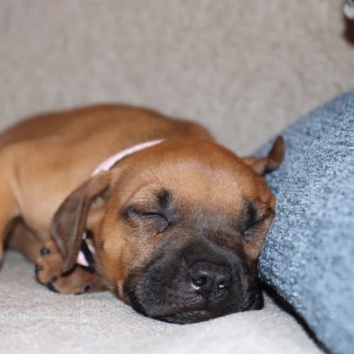 Haraka