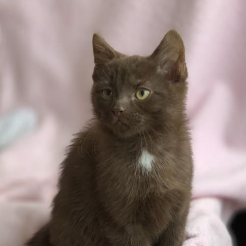 Max 🐱