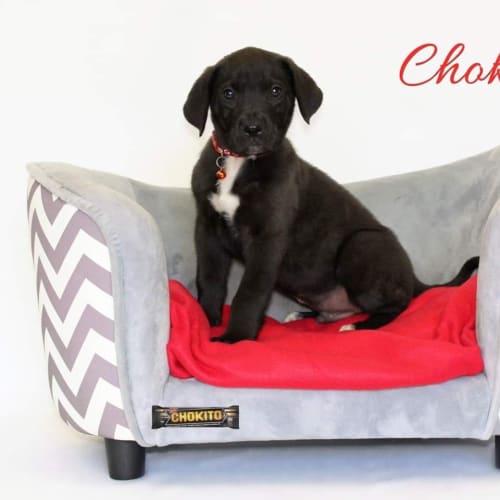 Chokito