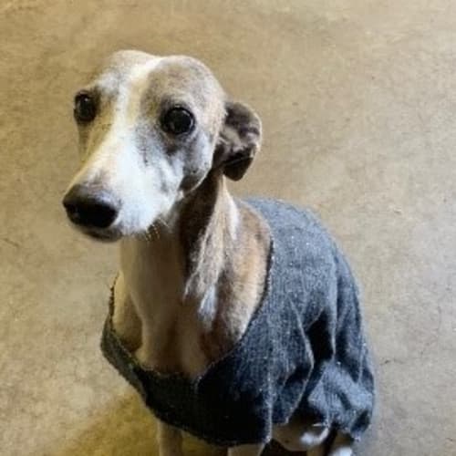 Central Coast Animal Care Facility Petrescue