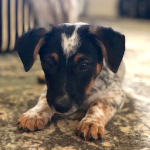 Romeo