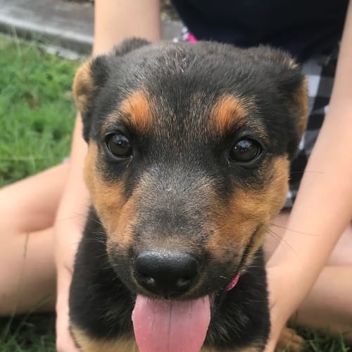 Heidi 