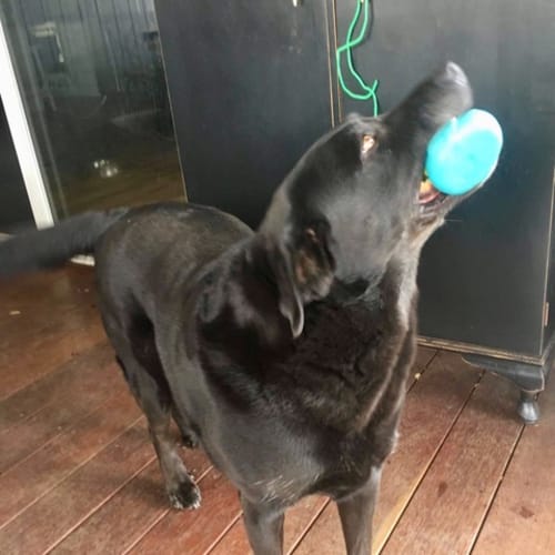 Jett ~ Labrador X (on trial 21/5/19)