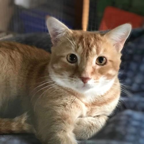 Cheeto 
