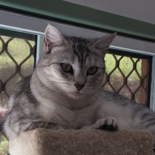 Delilah