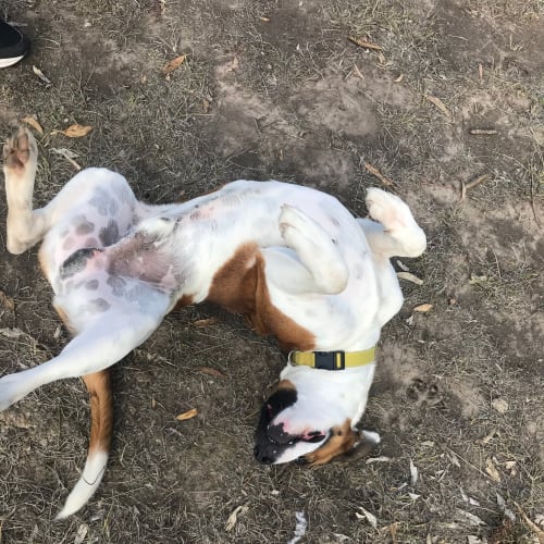 Dozer