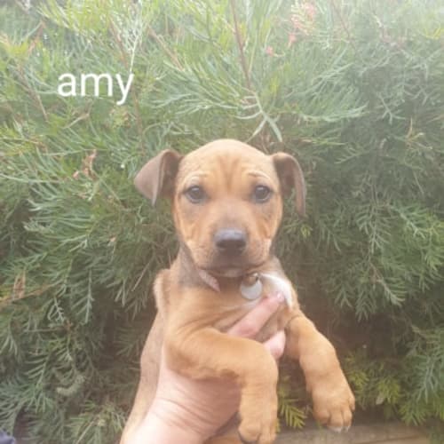 Amy