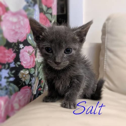 Salt