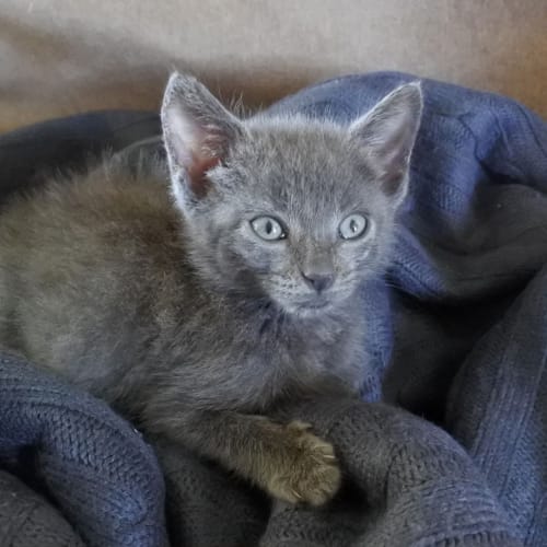Pippin