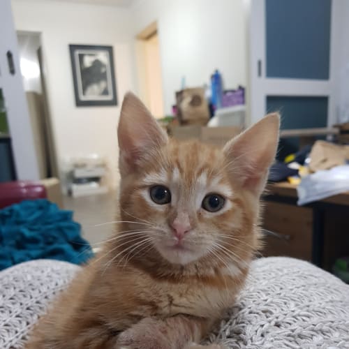 Leila