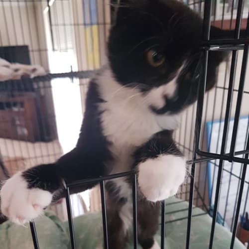 Smooch *Reduced Adoption Fee*