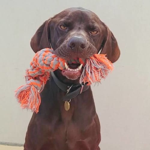 Duke