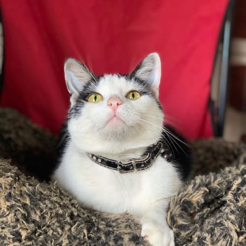 Dotti