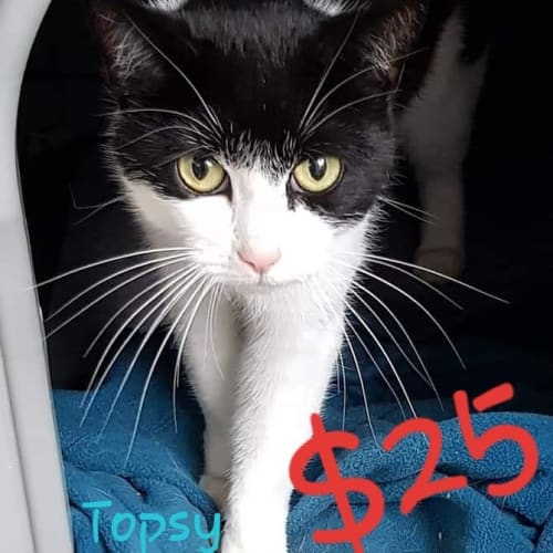 Topsy