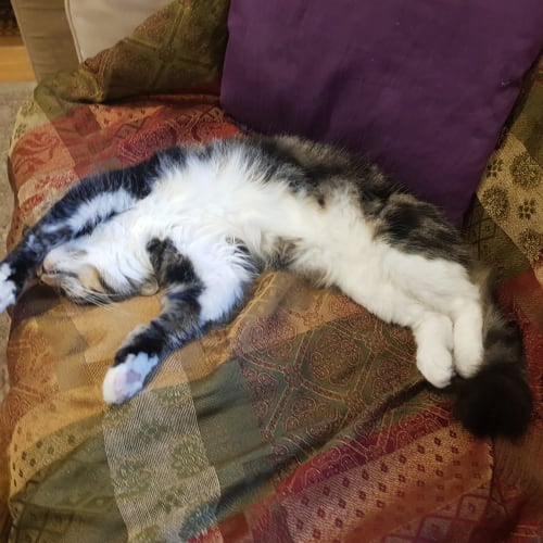Willow