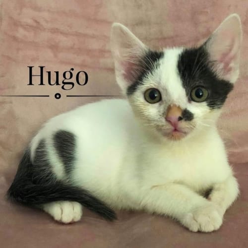 Hugo